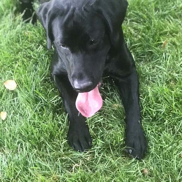 Meet your Posher, MoJo - Picture 2 of 13